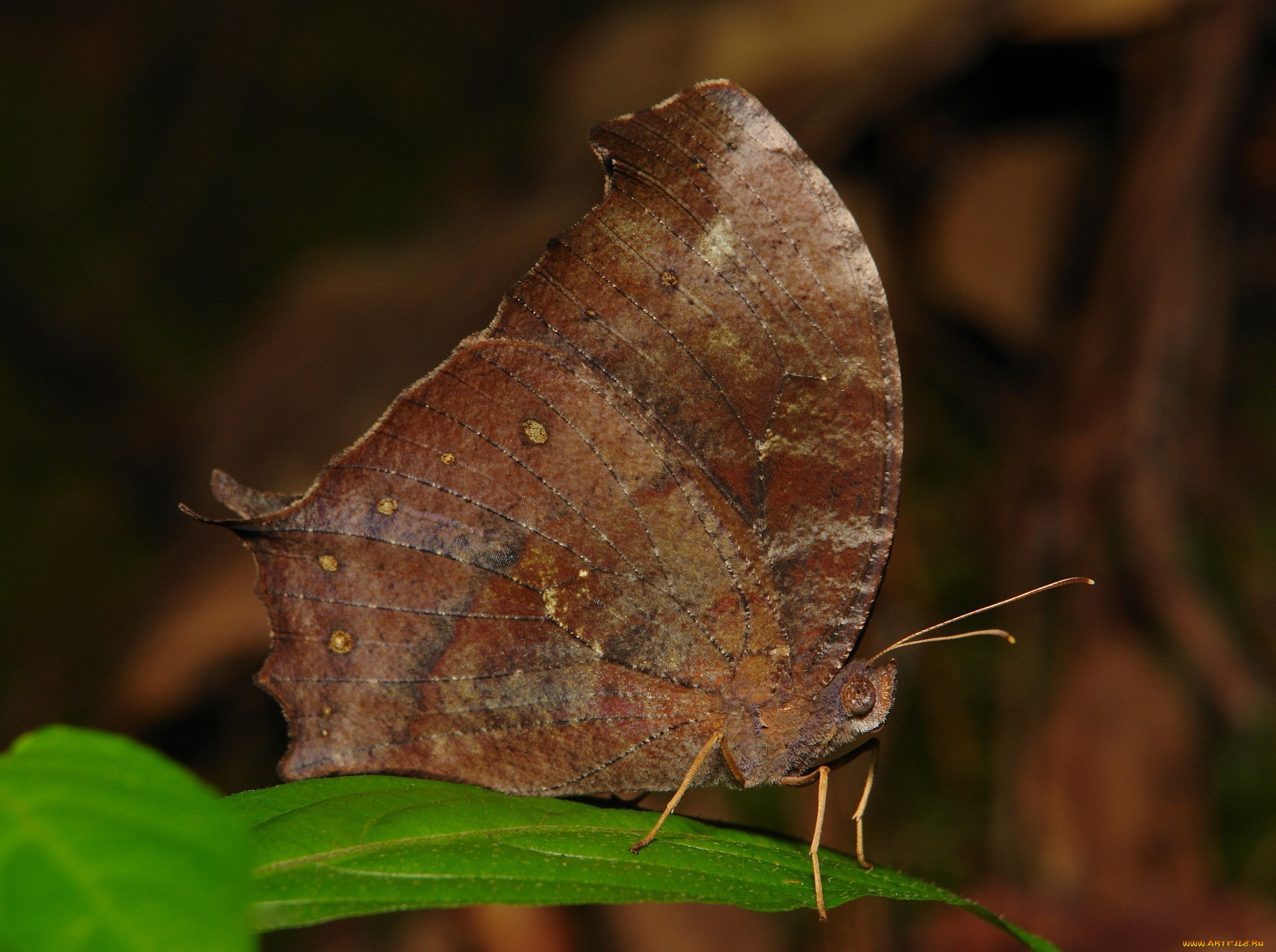 , ,  ,  , itchydogimages, , , , , 